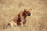 Picture 'KT1_34_02 Lioness, Tanzania, Ngorongoro'